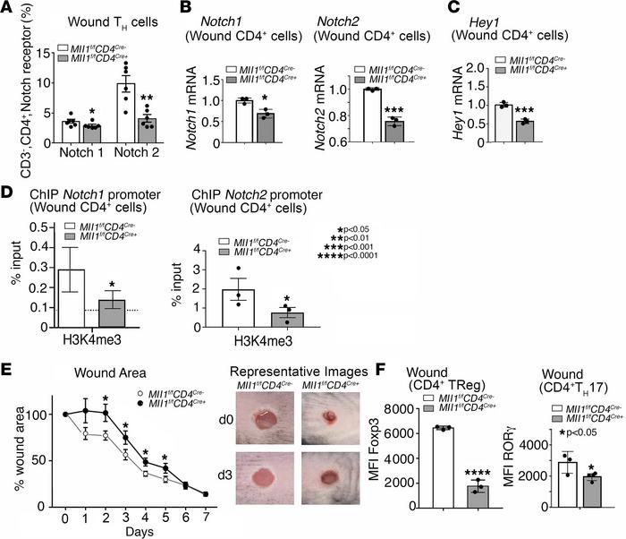 MLL1 in wound CD4+ Th cells regulates Notch1 and Notch2 receptor express...