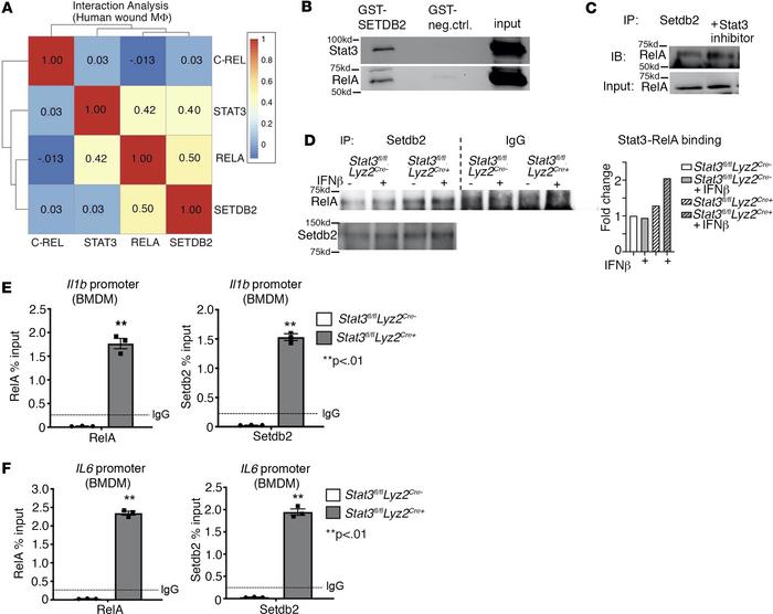 STAT3 inhibits the physical interaction between SETDB2 and NF-κB in woun...