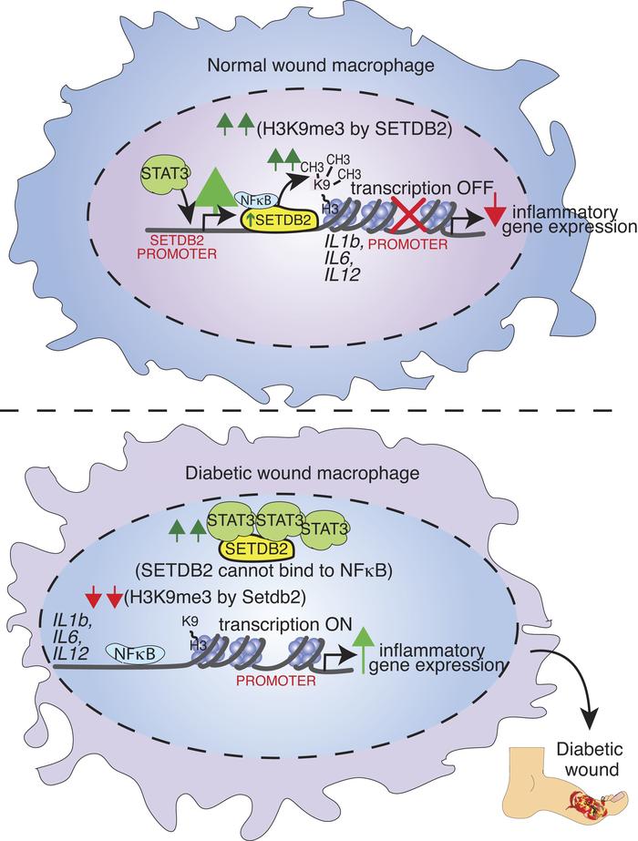Schematic of the STAT3/NF-κB/SETDB2 axis in normal and diabetic wound ma...