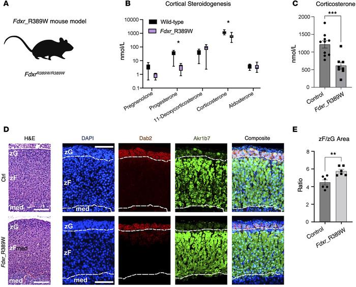 The FdxrR389W mouse model shows no impairment of adrenal structure and z...