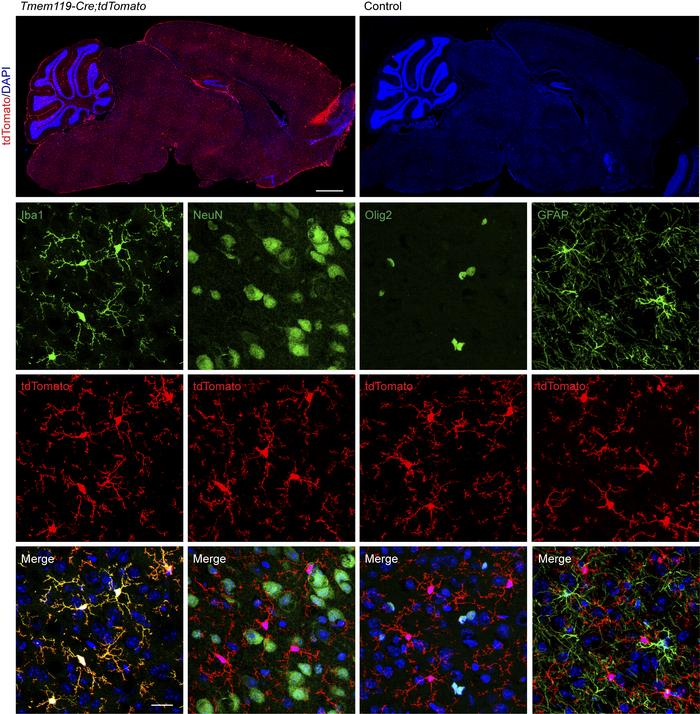 Verification of the cell specificity of the microglia-specific Gba-KO mo...