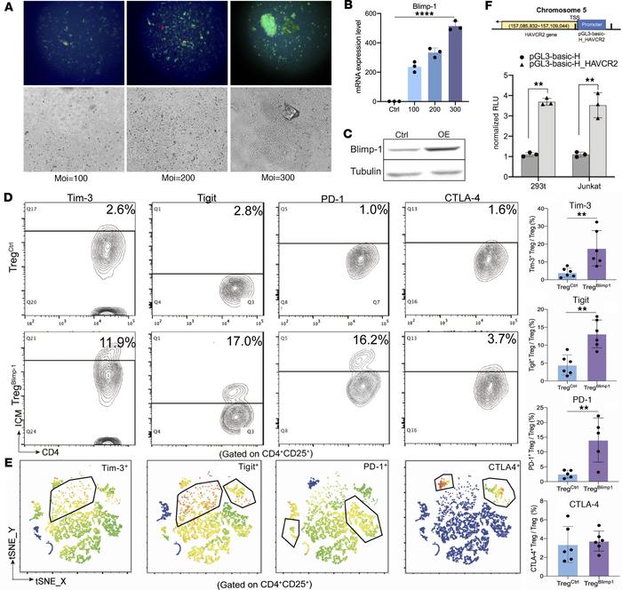Regulation of Tim-3 expression on Tregs by overexpression of Blimp-1.
(A...