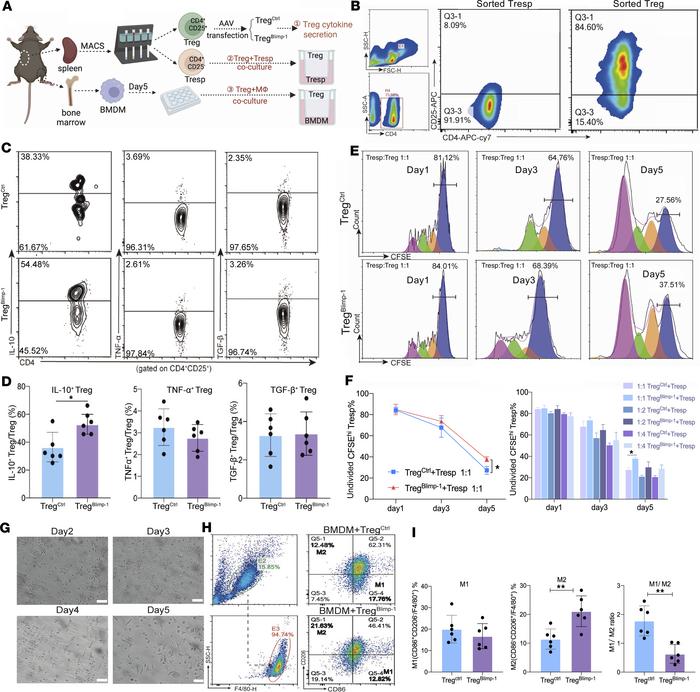 Regulation of Tregs’ immune-suppressive function by overexpression of Bl...