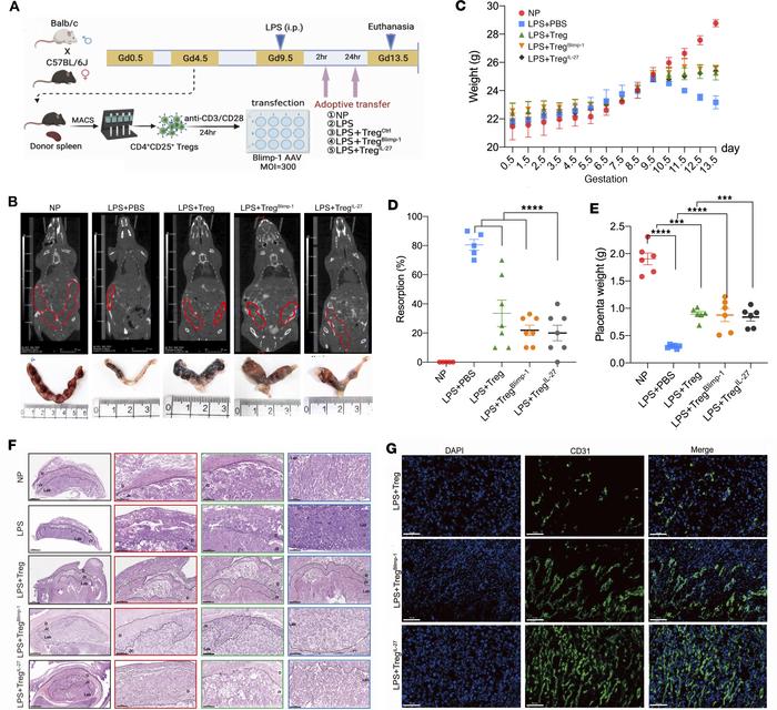 Adoptive transfer of TregsBlimp-1 improves pregnancy outcome in LPS-indu...