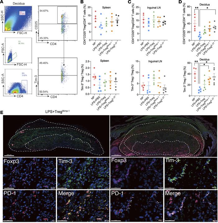 Impact of TregBlimp-1 transfer on mouse pregnancy outcomes.
(A) FCM gati...
