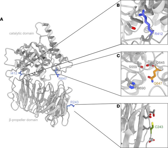 Location of CMS22 PREPL variants on the PREPL structure.
(A) Location of...