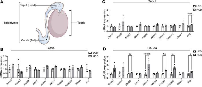 Hypercholesterolemia alters the expression of sncRNA biogenesis–related ...