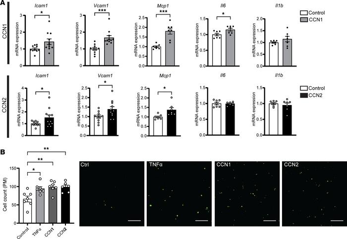 CCN1 and CCN2 proteins promote proatherogenic gene expression in endothe...