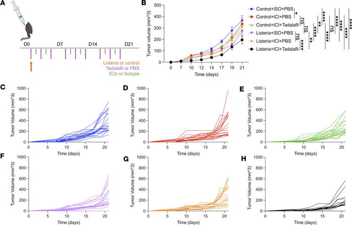The addition of tadalafil to ICIs and mesothelin expressing listeria vac...