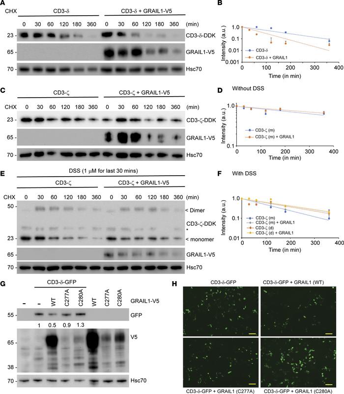 GRAIL isoform 1 promotes CD3-ε degradation in a catalytic activity–depen...