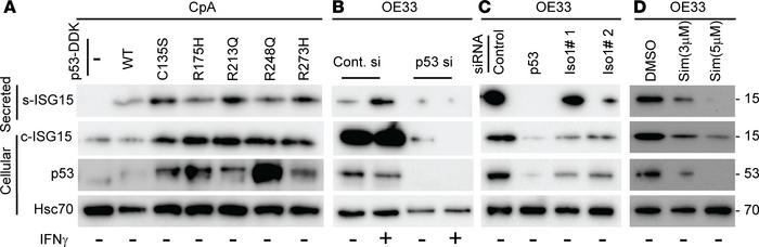 Mutant p53 influences ISG15 secretion.
(A) Wild-type (WT) p53–containing...