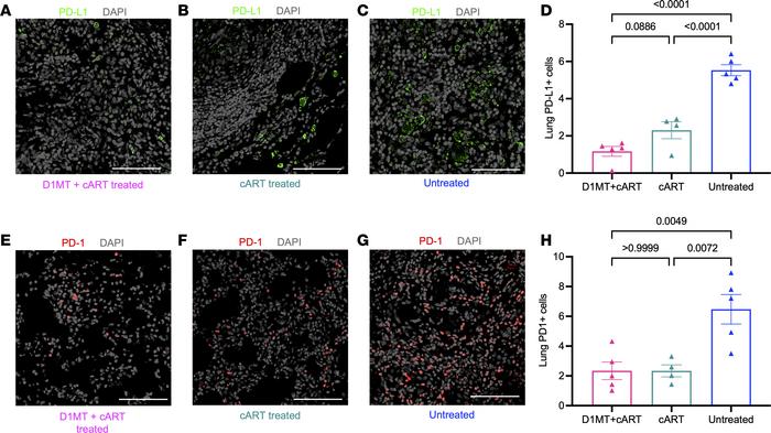 PD-L1 and PD-1 expression.
(A–C and E–G) Lung sections were stained for ...
