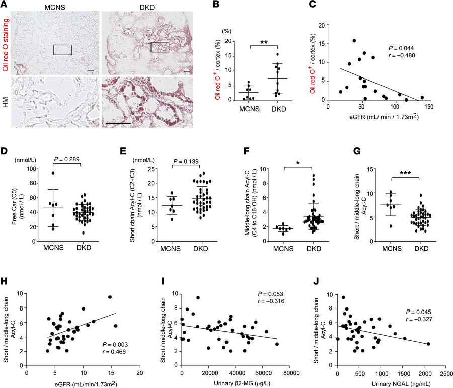 Middle- and long-chain Acyl-C and kidney ectopic fat accumulation are in...