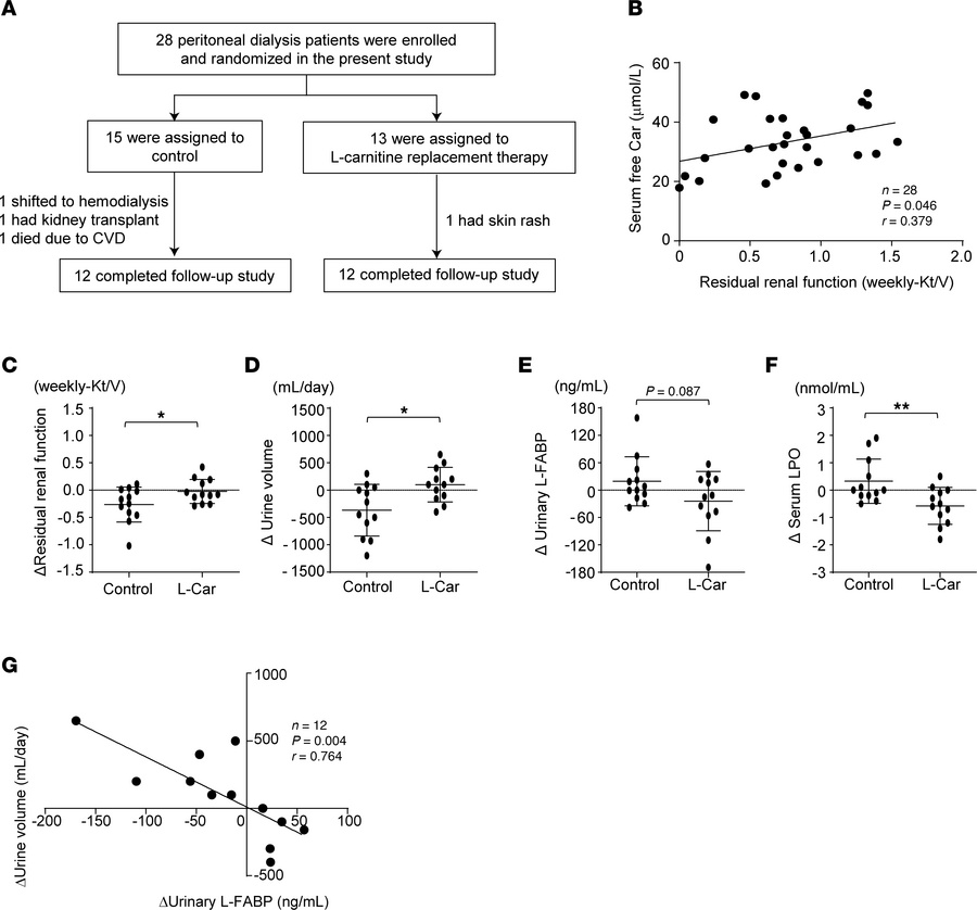 Supplementation with l-carnitine delays the progression of kidney injury...