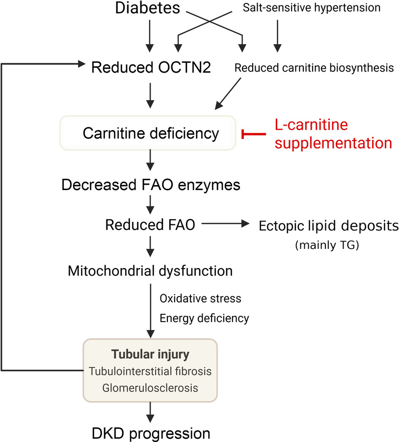Model of the pathological role of carnitine deficiency in DKD.
Diabetes ...