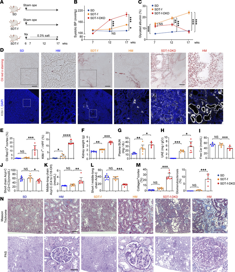 Clinical characteristics of SDT-f rats and DKD model rats.
(A) Scheme of...
