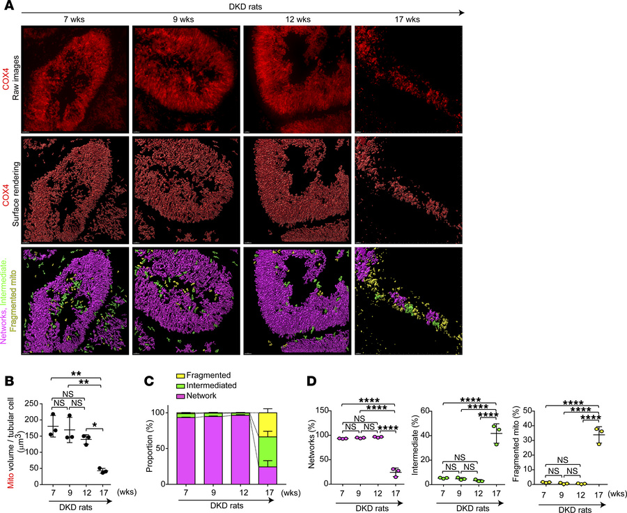 Mitochondrial fragmentation is observed in the late stage of disease pro...