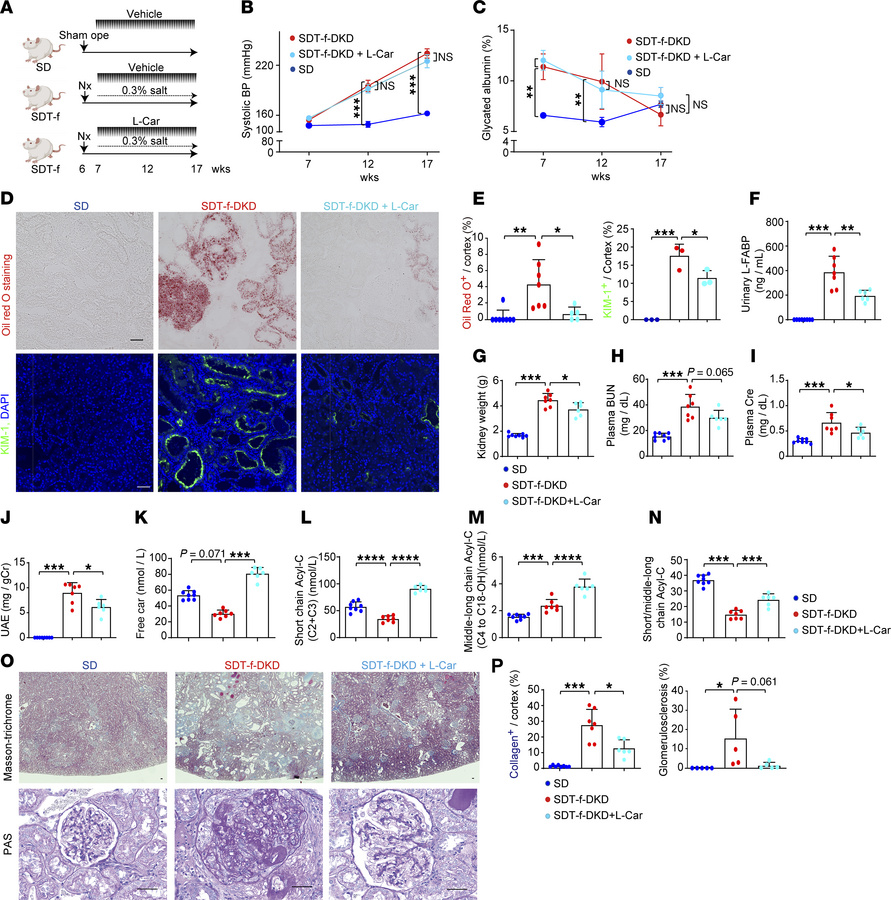 Supplementation with l-carnitine attenuates kidney injury in SDT-f-DKD r...