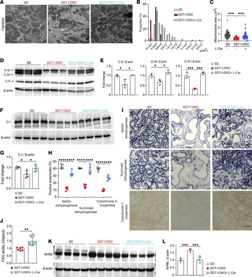 Carnitine supplementation restores mitochondria via PGC-1α and reduces o...