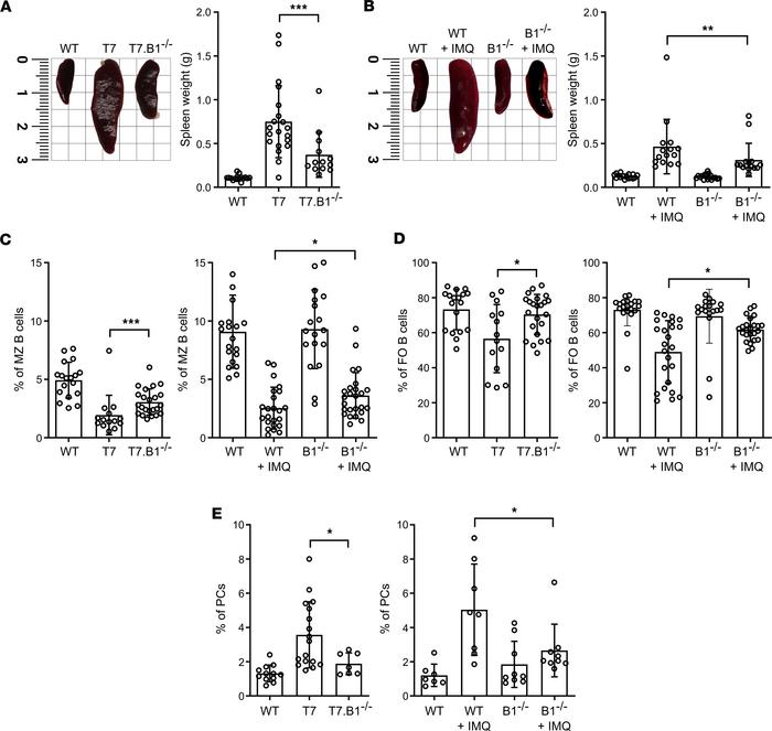 
Bank1 deficiency reduces splenomegaly and restores main splenic B lymph...