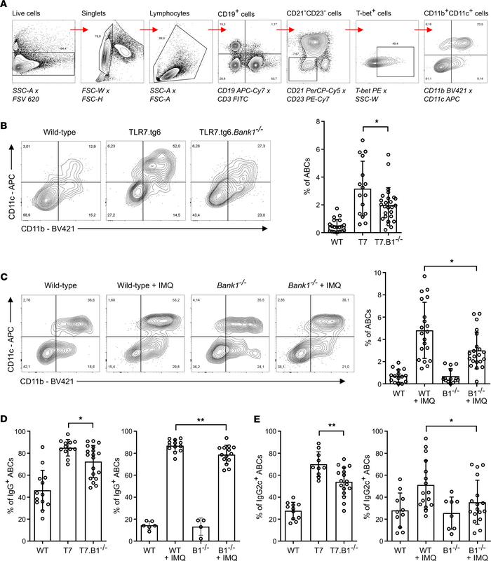 Age-associated B cells are reduced in the absence of Bank1 in TLR7.tg6 a...