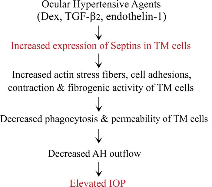A schematic depiction of the effects of increased expression of septins ...