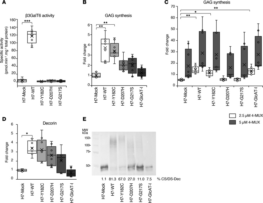 GAG synthesis is strongly reduced but not abolished in B3GALT6-KO H7.
(A...