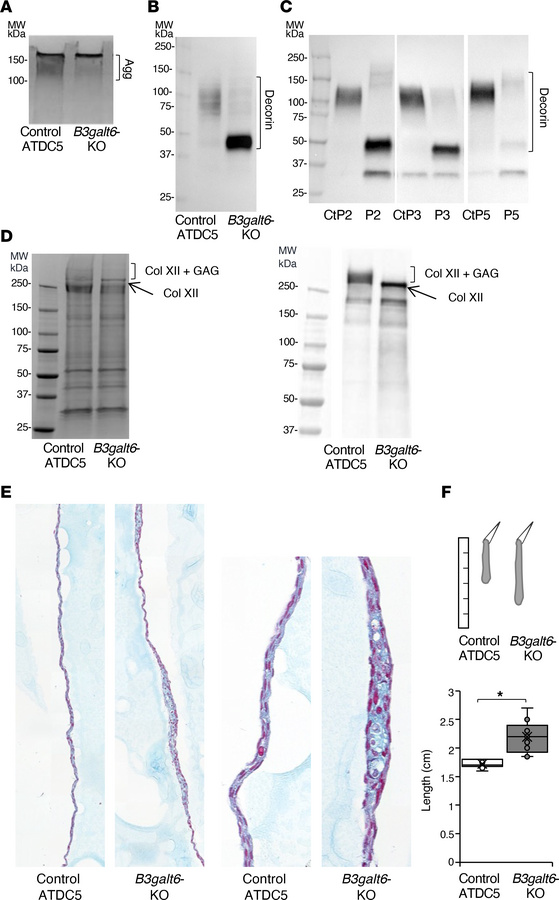 
B3galt6 invalidation in ATDC5 cells reveals defective glycosylation of ...