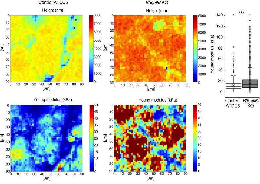 
B3galt6 invalidation in ATDC5 cells reveal alterations in ECM nanomecha...