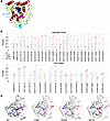 Structure prediction of the interaction network of WT and mutant β3GalT6.