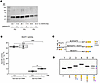 GlcAT-I is implicated in the synthesis of the noncanonical trisaccharide li