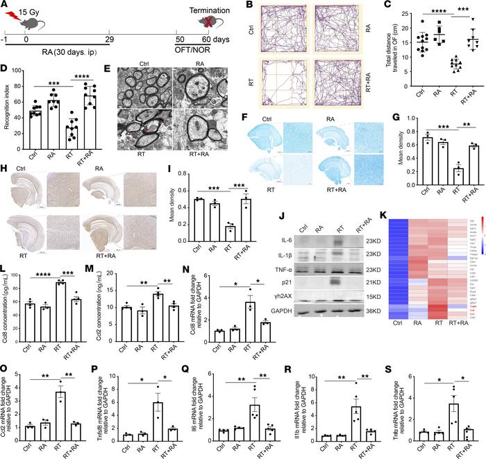 RA alleviates cognitive impairment and ameliorates RBI.
(A) Timeline of ...