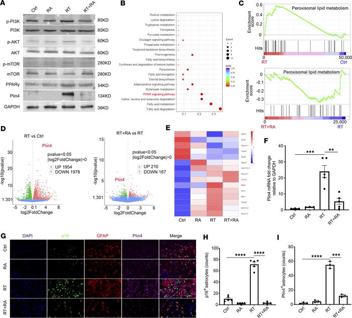The AKT/mTOR/PPARγ/Plin4 signaling pathway is implicated in the RA-induc...