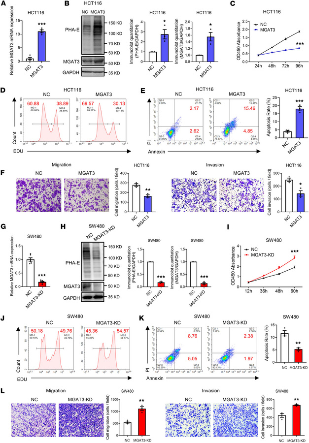 Bisecting GlcNAc inhibits tumorigenesis of CRC cells.
MGAT3 overexpressi...