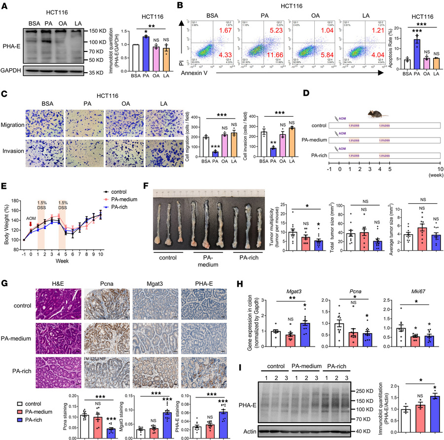 PA increases bisecting GlcNAc levels in vitro and in vivo.
HCT116 cells ...