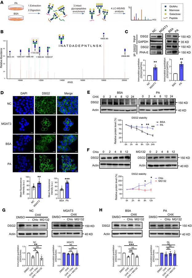 PA stabilizes DSG2 expression through bisecting GlcNAc.
(A) Scheme of in...
