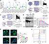 Bisecting GlcNAc levels are reduced in CRC tissues.