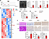 Bisecting GlcNAc levels are reduced in the colonic tissue of CRC mice.