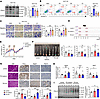 PA increases bisecting GlcNAc levels in vitro and in vivo.