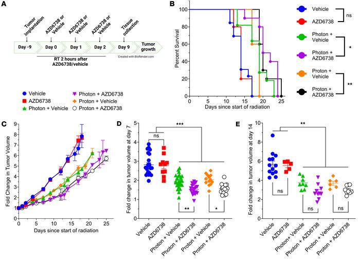 AZD6738 is an effective radiosensitizer in vivo.
Radiation plus AD6738 e...