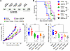 AZD6738 is an effective radiosensitizer in vivo.