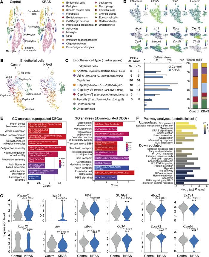Single-cell RNA-Seq analyses of brain endothelial cells in KRASG12D-indu...