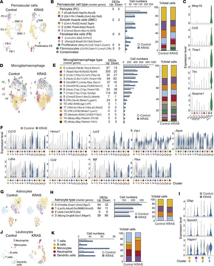 Single-cell RNA-Seq analyses of perivascular, glial, and immune cells in...