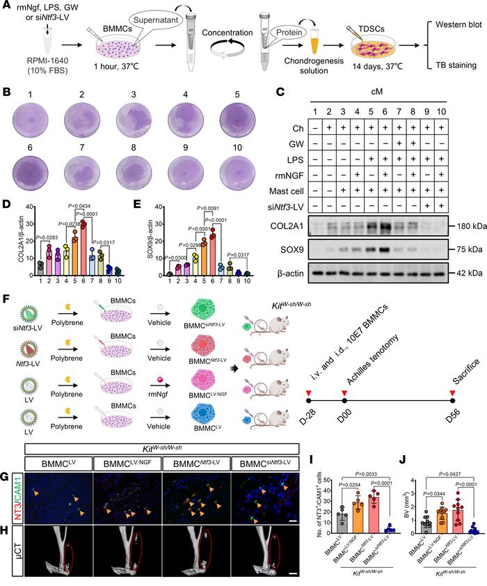 NGF-activated mast cells release NT3 to promote traumatic HO.
(A) Schema...