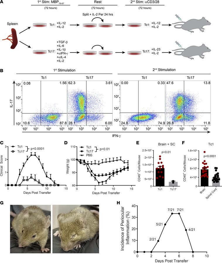 Adoptive transfer of 8.8 Tc1 and Tc17 cells induces autoimmune neuroinfl...
