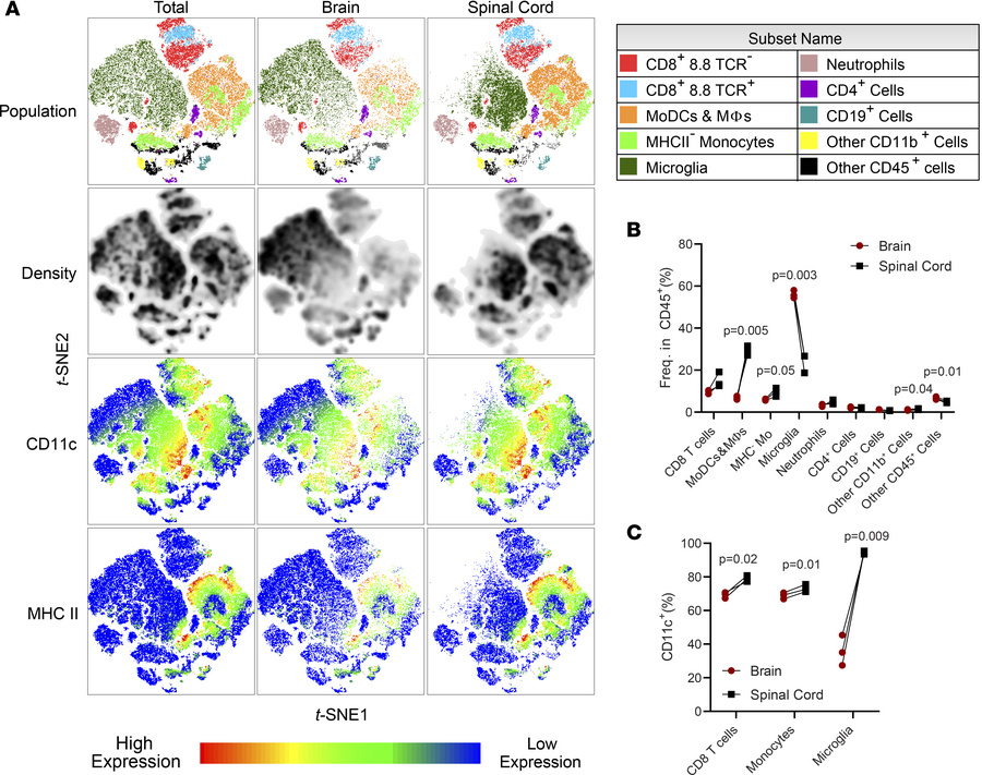 Tc1 cells cause distinct inflammation in the brain and spinal cord.
(A) ...