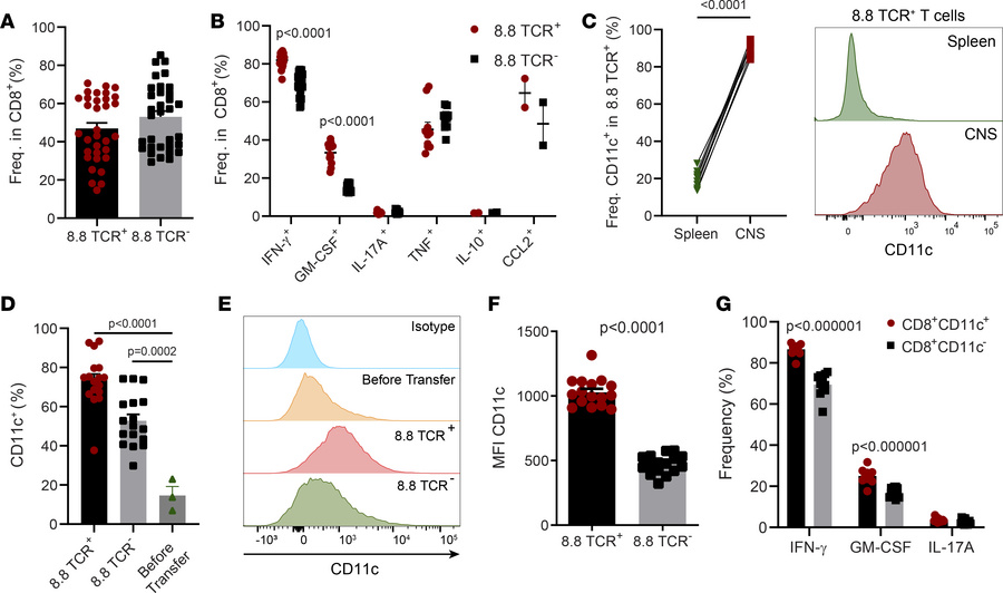 CD8 T cells in the CNS during CD8-EAE are predominantly CD11c+ with a pr...
