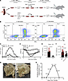 Adoptive transfer of 8.8 Tc1 and Tc17 cells induces autoimmune neuroinflamm