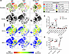 Tc1 cells cause distinct inflammation in the brain and spinal cord.