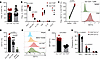 CD8 T cells in the CNS during CD8-EAE are predominantly CD11c+ with a proin